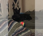 Small #6 German Shepherd Dog
