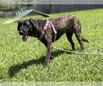 Small #2 Labrador Retriever Mix