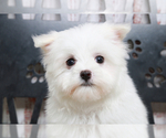 Small Photo #4 Maltese Puppy For Sale in MARIETTA, GA, USA