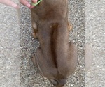 Small Photo #146 Rhodesian Ridgeback Puppy For Sale in KELLER, TX, USA