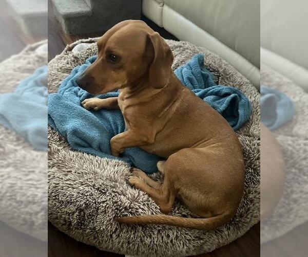 Medium Photo #6 Dachshund-Unknown Mix Puppy For Sale in Los Angeles, CA, USA