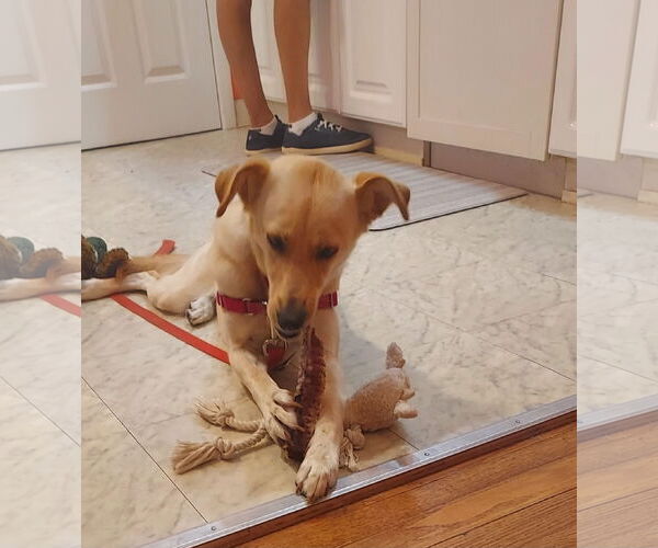 Medium Photo #14 Labrador Retriever-Unknown Mix Puppy For Sale in Woodbury, NY, USA