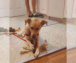 Small #13 Labrador Retriever Mix