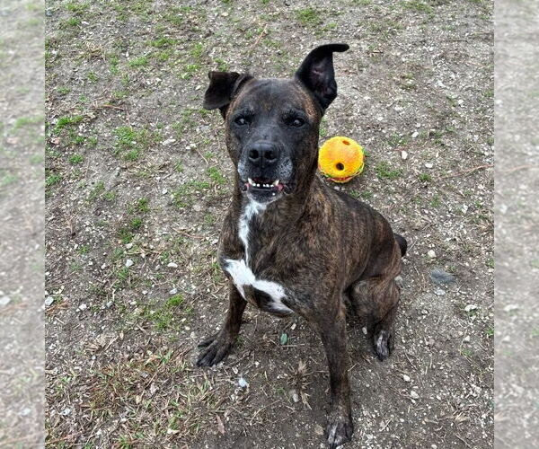 Medium Photo #3 Mountain Cur-Unknown Mix Puppy For Sale in Anniston, AL, USA
