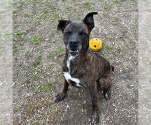 Dorothy - Female Mountain Cur-Unknown Mix Dog for Adoption - Photo #3