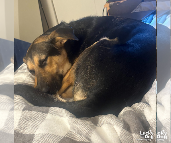 Medium Photo #5 German Shepherd Dog-Unknown Mix Puppy For Sale in Washington, DC, USA