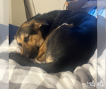 Small #4 German Shepherd Dog Mix