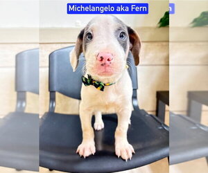 Mutt Dogs for adoption in Foristell, MO, USA