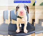 Small Mutt