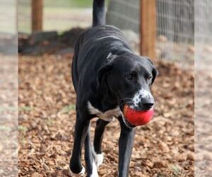 Franco - Male Plott Hound-Unknown Mix Dog for Adoption - Photo #2