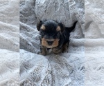 Small Photo #2 Morkie Puppy For Sale in COLUMBIA, SC, USA