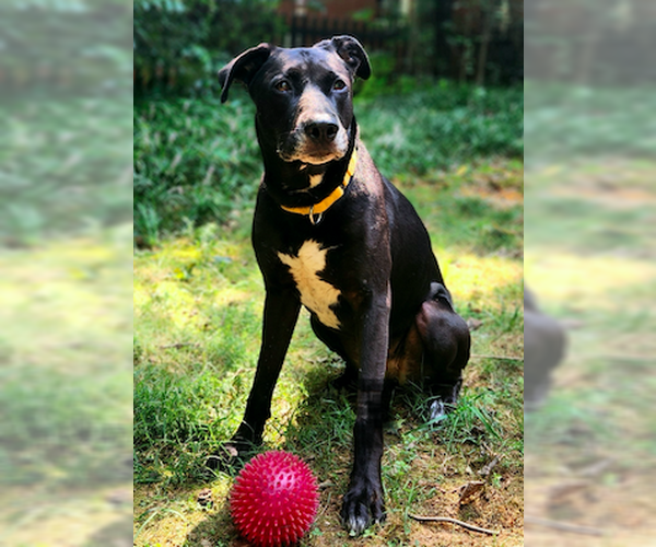 Medium Photo #2 Mutt Puppy For Sale in Decatur, GA, USA