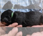 Small Photo #3 Rottweiler Puppy For Sale in ROCKFORD, IL, USA