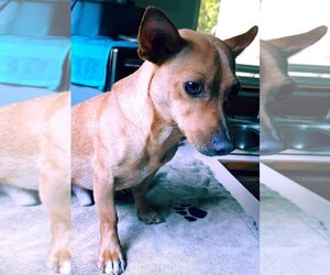 Minnie Jack Dogs for adoption in Arlington, WA, USA