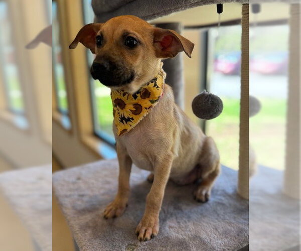 Medium Photo #1 Dachshund-Unknown Mix Puppy For Sale in Warrenton, VA, USA