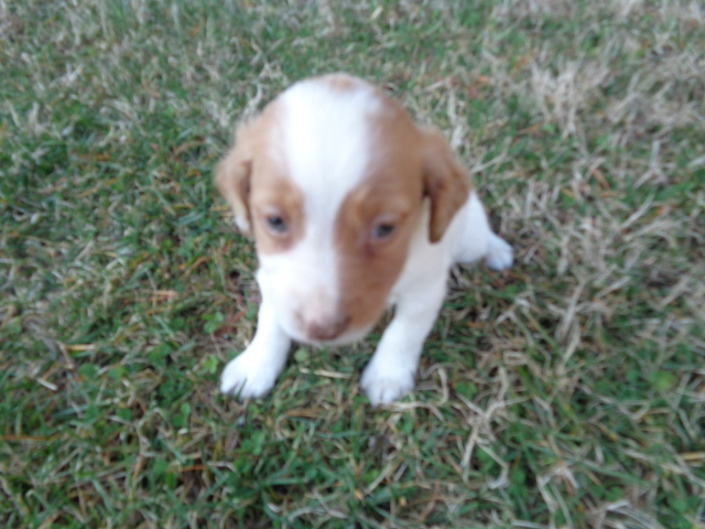 Medium Photo #1 Brittany Puppy For Sale in CATALPA, VA, USA
