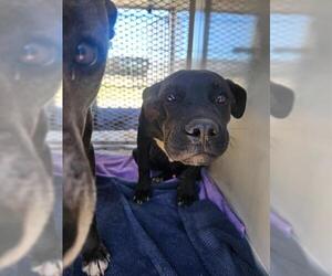 Mutt Dogs for adoption in Bakersfield, CA, USA