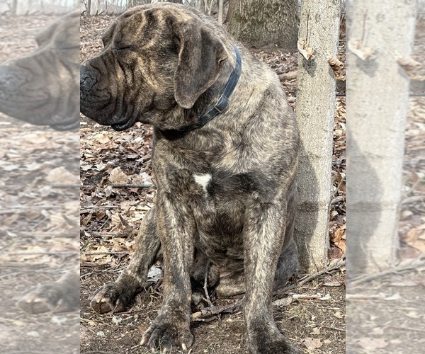 Medium Photo #1 Boerboel Puppy For Sale in THREE RIVERS, MI, USA