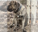 Small Photo #1 Boerboel Puppy For Sale in THREE RIVERS, MI, USA