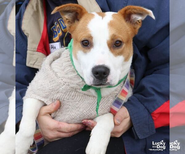 Medium Photo #1 Mutt Puppy For Sale in Washington, DC, USA