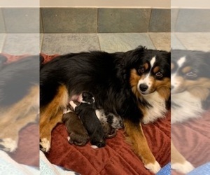 Mother of the Miniature Australian Shepherd puppies born on 03/21/2022