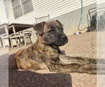 Small Photo #7 American Pit Bull Terrier-Unknown Mix Puppy For Sale in Hillsboro, MO, USA