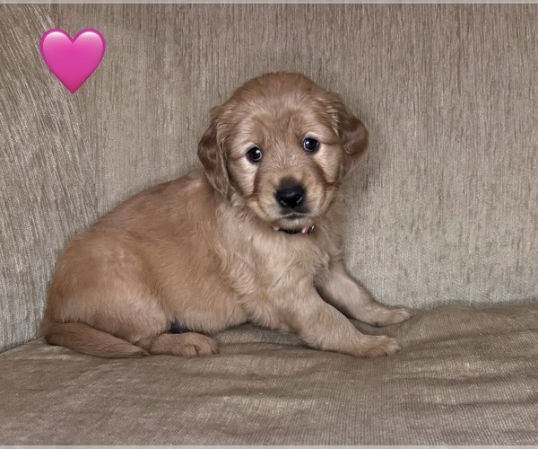 Medium Photo #1 Golden Retriever Puppy For Sale in CHIPPEWA FALLS, WI, USA