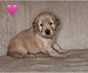 Golden Retriever Puppy for sale in CHIPPEWA FALLS, WI, USA