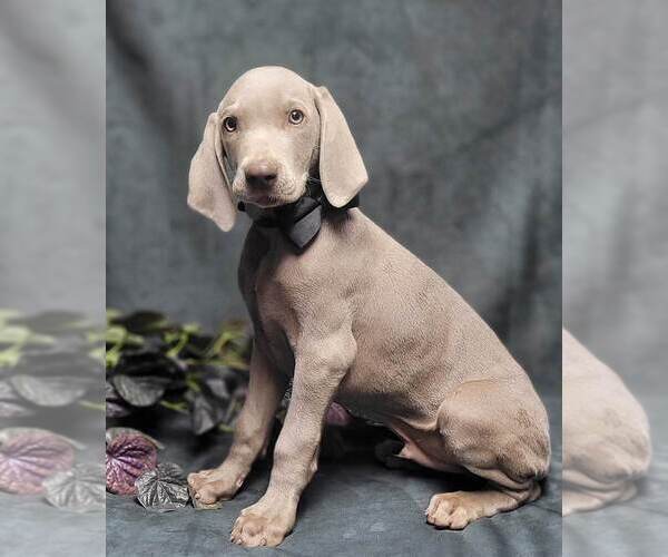 Full screen Photo #4 Weimaraner Puppy For Sale in BREMEN, GA, USA