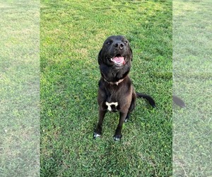 Labrador Retriever-Unknown Mix Dogs for adoption in Woodbury, NY, USA