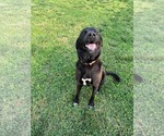 Small Labrador Retriever Mix
