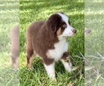 Small #2 Miniature Australian Shepherd