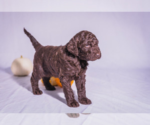 Goldendoodle Puppy for sale in FERNANDINA BEACH, FL, USA