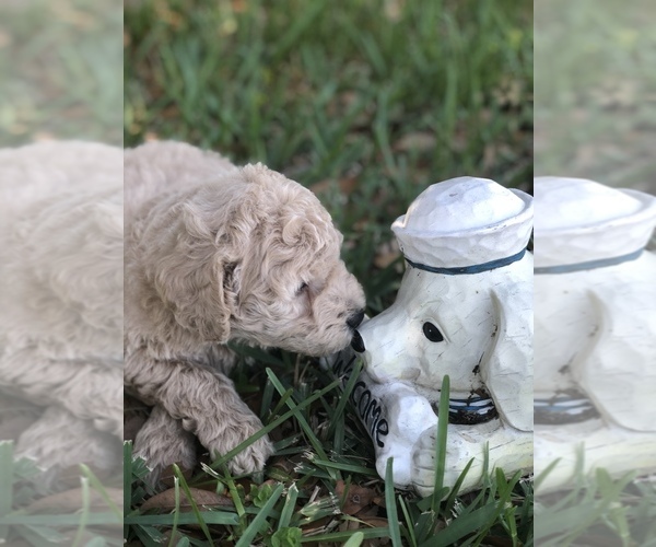 Medium Photo #8 Goldendoodle-Poodle (Miniature) Mix Puppy For Sale in KISSIMMEE, FL, USA