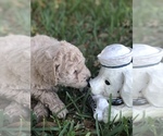 Small Photo #8 Goldendoodle-Poodle (Miniature) Mix Puppy For Sale in KISSIMMEE, FL, USA