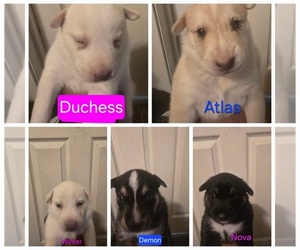 Siberian Husky Puppy for sale in MONROEVILLE, PA, USA