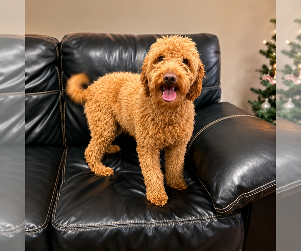 Medium Photo #1 Goldendoodle (Miniature) Puppy For Sale in CRESTON, OH, USA