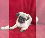 Small Pug