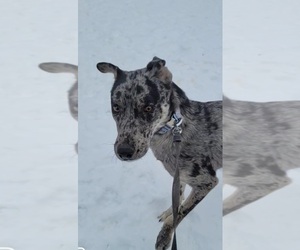 Catahoula Leopard Dog-Siberian Husky Mix Puppy for sale in HARTFORD, WI, USA