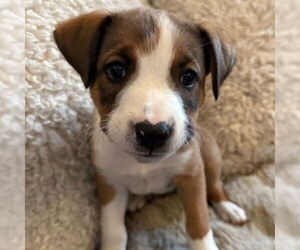 Medium American Pit Bull Terrier Mix