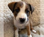 Small American Pit Bull Terrier Mix
