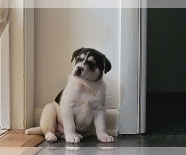 Medium Photo #2 Labrador Retriever-Unknown Mix Puppy For Sale in Holly Springs, NC, USA