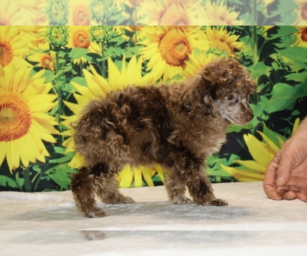 Medium Photo #9 Poodle (Toy) Puppy For Sale in DYERSBURG, TN, USA