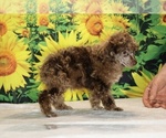 Maurice - Male Poodle (Toy) Puppy for Sale - Photo #9