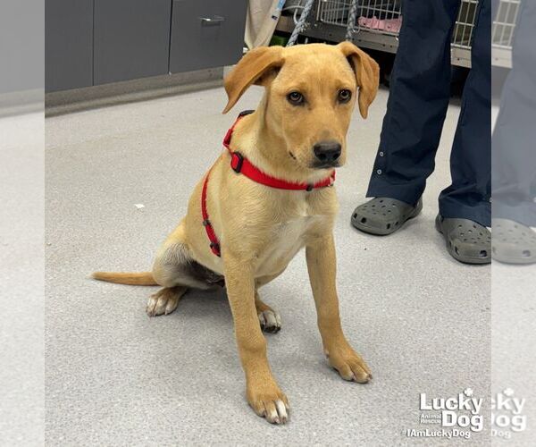 Medium Photo #2 Labrador Retriever-Retriever  Mix Puppy For Sale in Washington, DC, USA