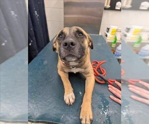 Black Mouth Cur-Unknown Mix Dogs for adoption in Mobile, AL, USA