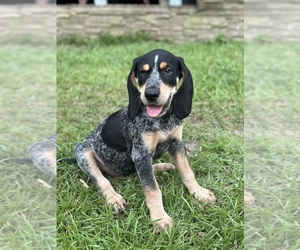 Bluetick Coonhound Puppy for sale in BONIFAY, FL, USA