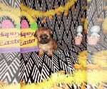 Puppy Shadow Yorkshire Terrier