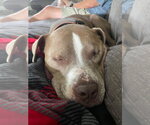 Small #8 American Pit Bull Terrier Mix