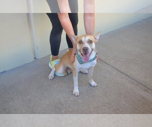 Jason Vorhees - Male American Pit Bull Terrier-Unknown Mix Dog for Adoption - Photo #2